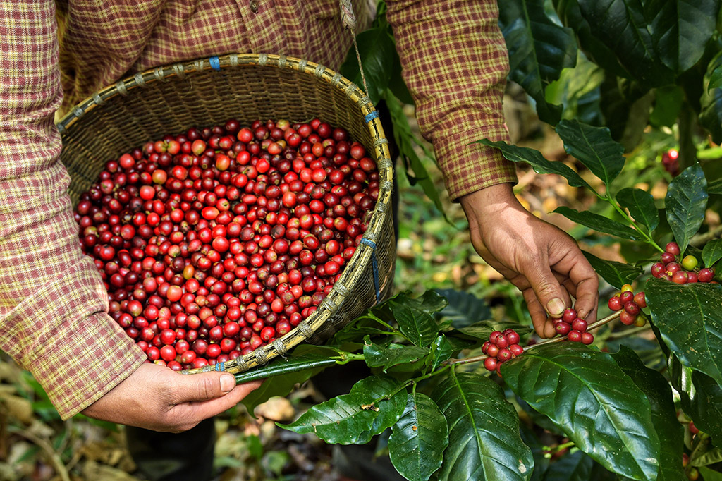 Arabica nebo robusta. V čem se liší a která je lepší?